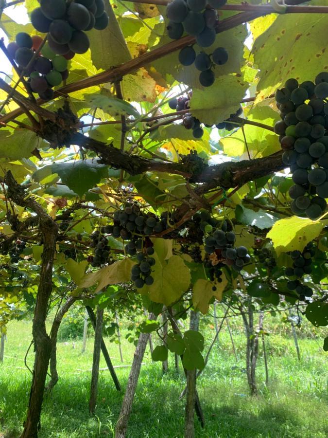 Sitio Vale Dos Vinhedos Casa de Férias Bento Gonçalves